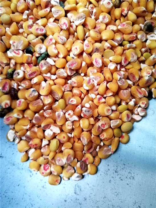 去新91视频网站药种子包衣外皮去皮机